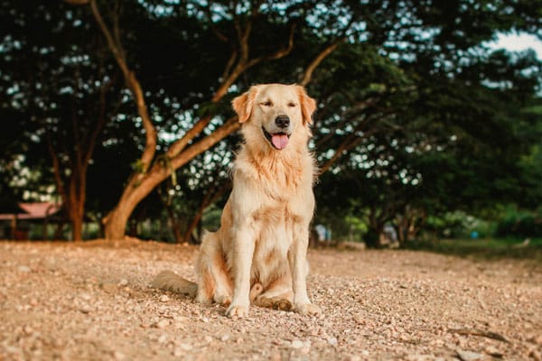 Hund nach der Adoption
