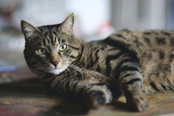 Geruchs im Katzenklo vermeiden