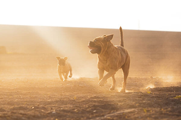 Mit diesen 8 einfachen Schritten lernt dein Hund apportieren