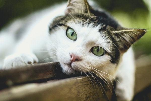 Katzen von Blumenbeeten und Gaerten fernhaelt