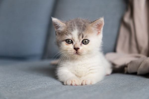 Katzenbaby aussuchen das zu dir passt