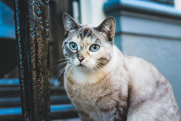 Warum sabbert meine Katze