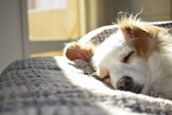 Wie du deinem Hund die Ohren reinigst