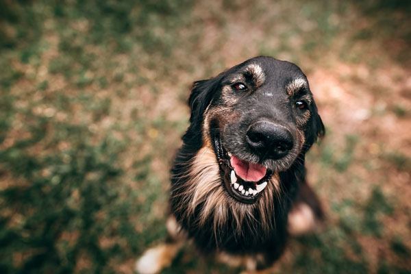 Zahnpflege fuer aeltere Hunde