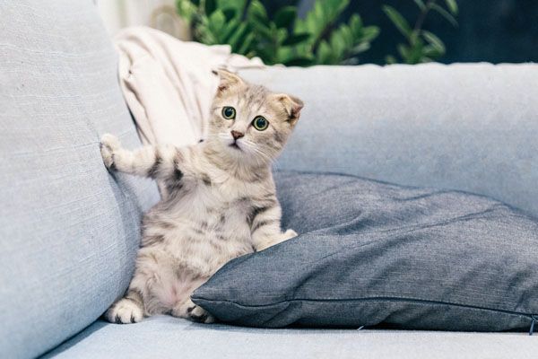 das richtige katzenbaby aussuchen