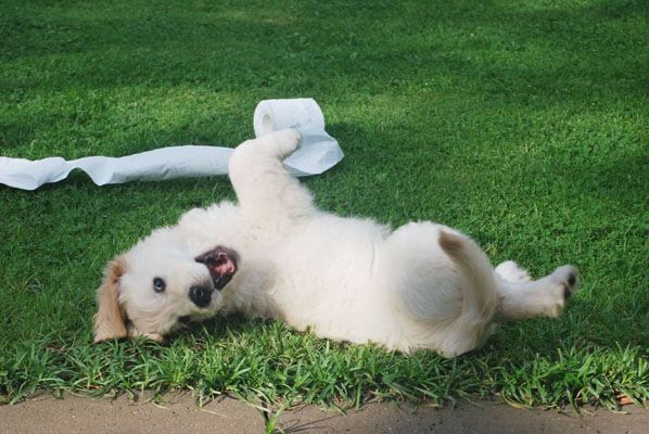 hund beibringen tot zu stellen