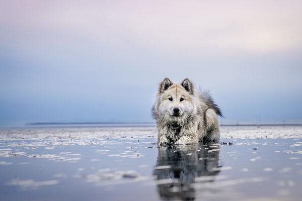 hund gesundheitlich beeintraechtigen