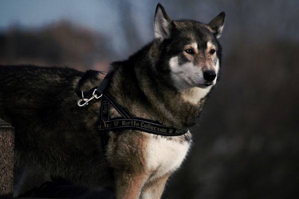 hund mit der hand kommandos geben