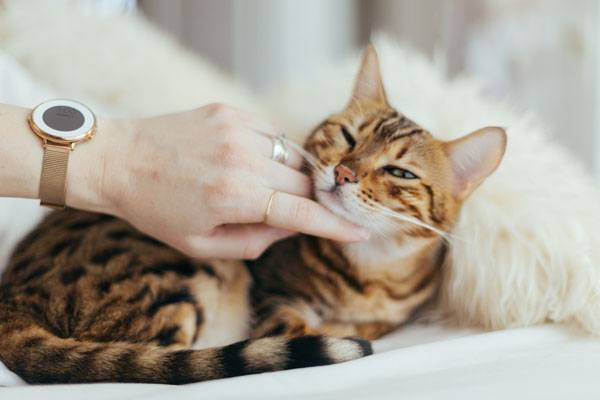 katze mit klicker trainieren