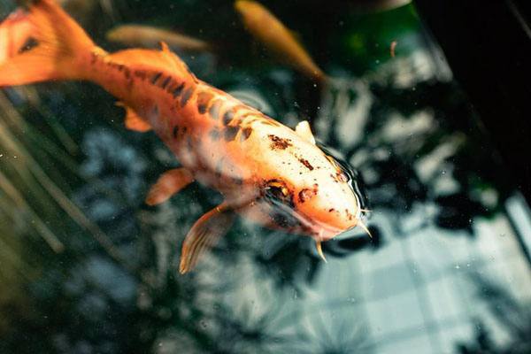 koi guide