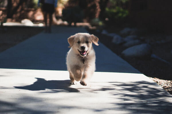 laufender hund beim training