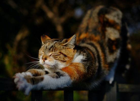 wuermer in katzen