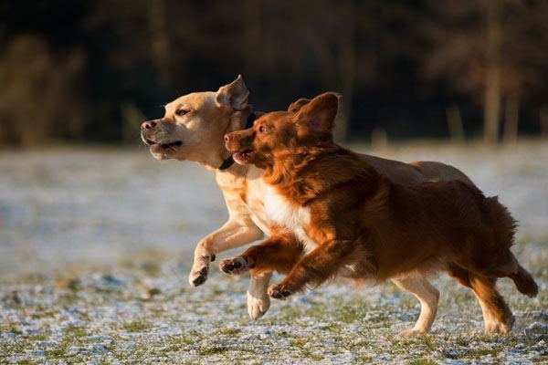 Warum springen Hunde so gerne auf Menschen